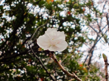 【紅】わたし桜にあいに