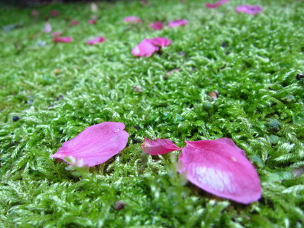 【紅】散りゆく桃の花びら