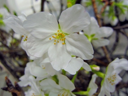 伐られても咲き続ける桜