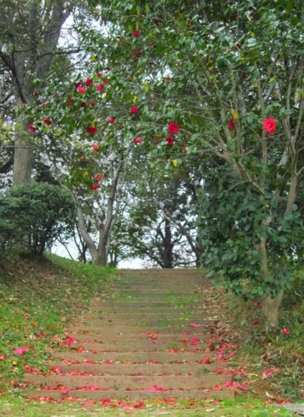 【紅】【白】椿の小径