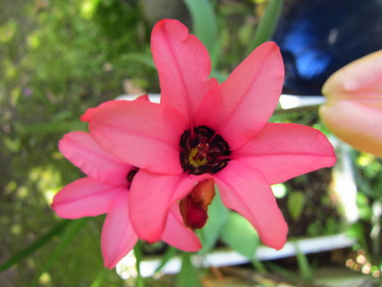 【紅】水仙菖蒲の花咲く頃