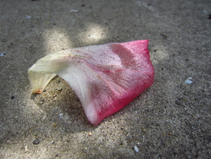 【紅】【白】【光】光と陰の花水...