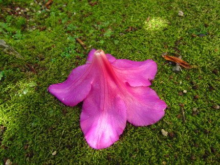 【紅】【光】木漏れ日と躑躅の花