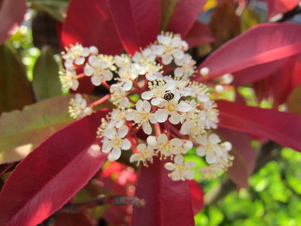 【紅】【白】紅要黐の花咲く頃