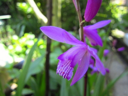 【紫】紫蘭の花咲く頃