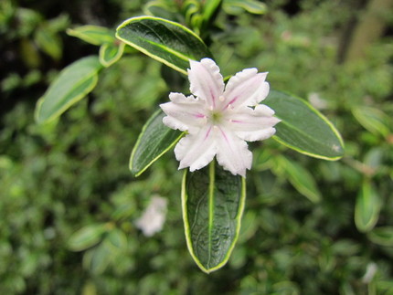 【白】白丁花が咲き始めて