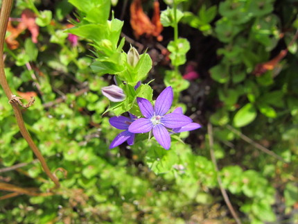 【紫】桔梗草が花咲く頃