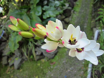 【白】槍水仙の花咲く頃