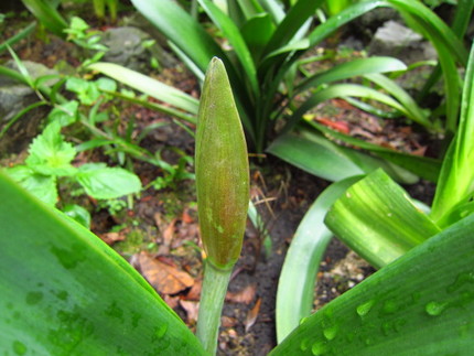 【緑】アマリリスの蕾