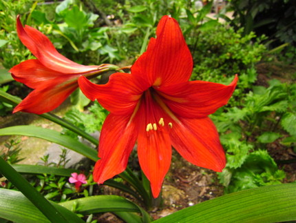 【紅】アマリリスの花咲く頃