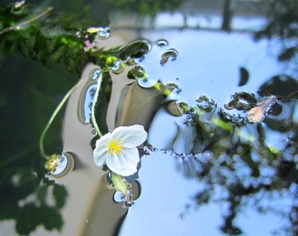 【白】大カナダ藻の花咲く頃