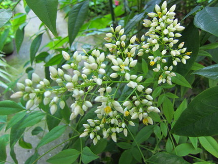 【白】南天の花咲く頃