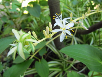 【白】折鶴蘭の花咲く頃