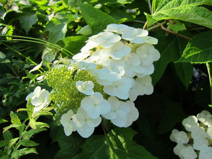 【白】柏葉紫陽花の花咲く頃