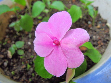 【紅】日々草の花咲く頃