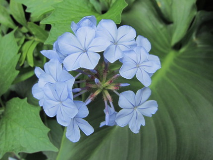 【青】瑠璃茉莉が花咲く頃