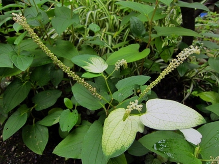 【白】【緑】半夏生の葉が緑色に...