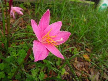 【紅】思い出の花～サフラン擬