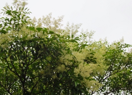 【白】島戸練子の花咲く頃