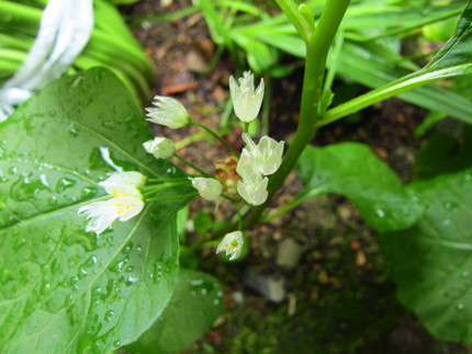 【白】この庭で花韮