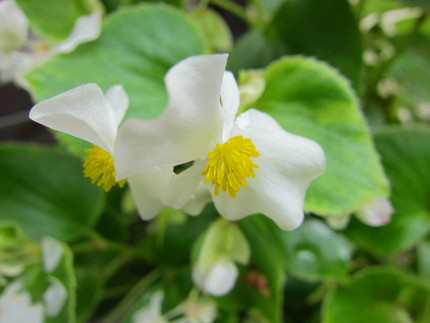 【白】ベゴニアの花咲く頃