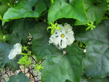 【白】黄烏瓜の花咲く頃