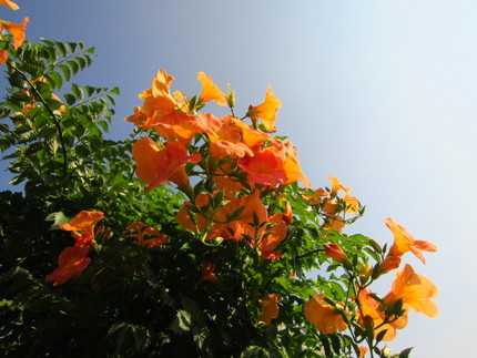 【紅】凌霄花の花咲く頃