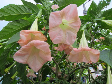 【紅】【白】木立朝鮮朝顔の花咲...