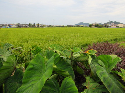 【歩】【紅】【生】長閑な田園へ