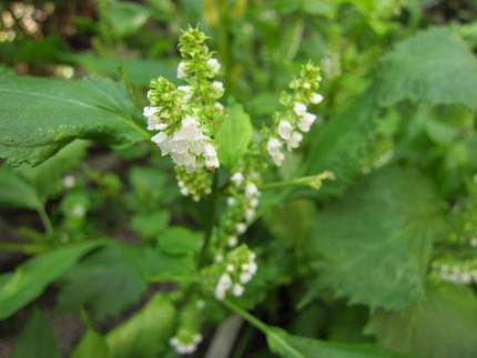 【白】【生】青紫蘇の花咲く頃