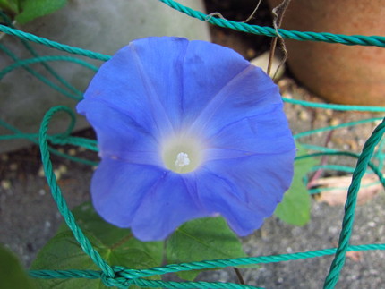 【青】夏に芽を出した朝顔