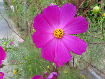 【紅】コスモスの花咲く頃