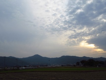 【黄】背高泡立草の花咲く頃