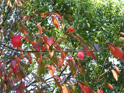 【草木染】桜餅の匂いではなく桜...