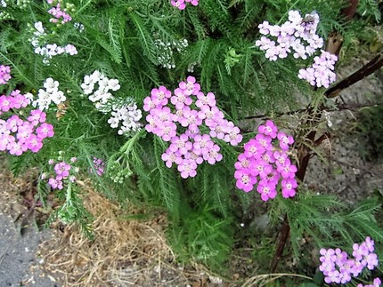 【紅】羽衣草の花咲く頃