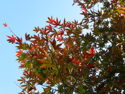 【紅】この庭で紅葉はじまり