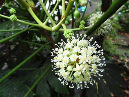 【白】八手の花咲く頃