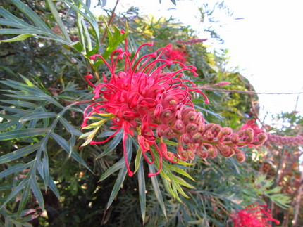 【紅】羽衣松の花咲く頃