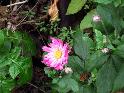 【紅】貴船菊の花咲く頃