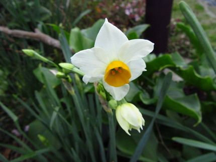 【白】水仙の花咲く頃