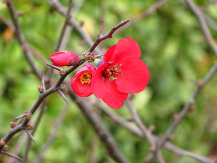 【紅】木瓜の花咲く頃