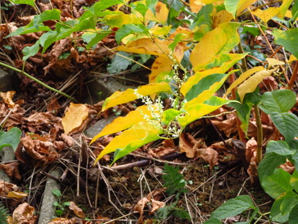 【白】【黄】虎杖の花と黄葉