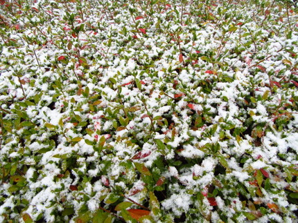 【宙】【念】雪の花