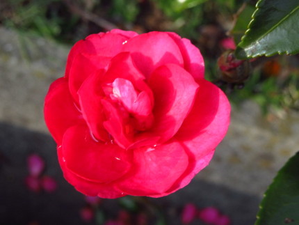 【紅】山茶花にも裏年ってあるの...