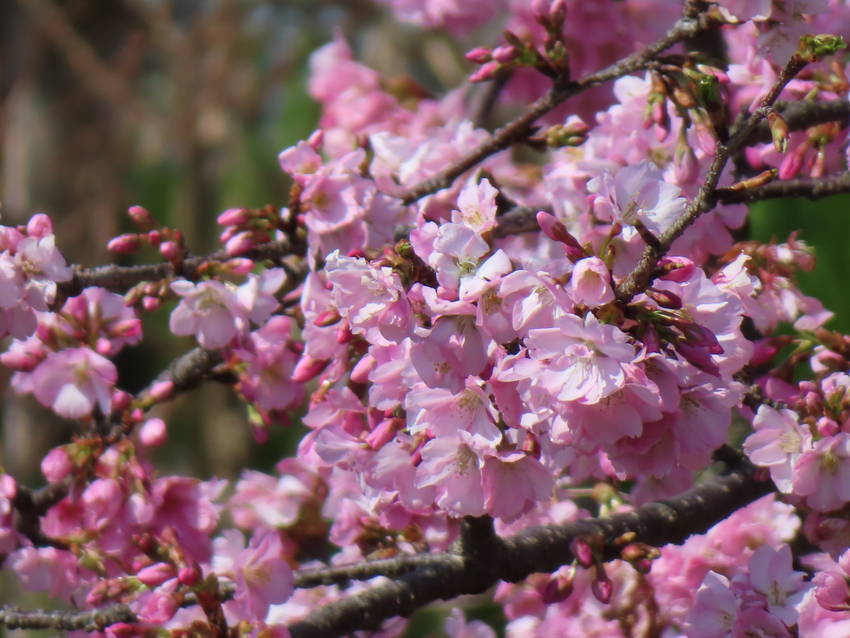 三月はじまり　河津桜の花咲く頃