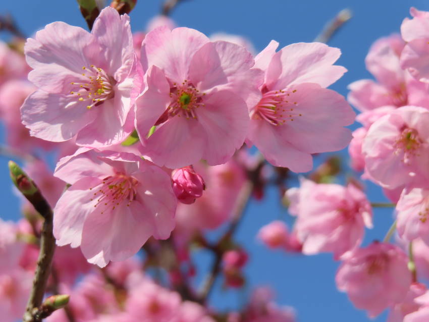陽光桜の花咲く頃