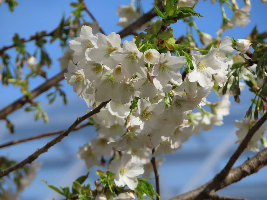 白い桜の花咲く頃