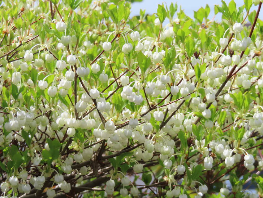 満天星躑躅の花咲く頃