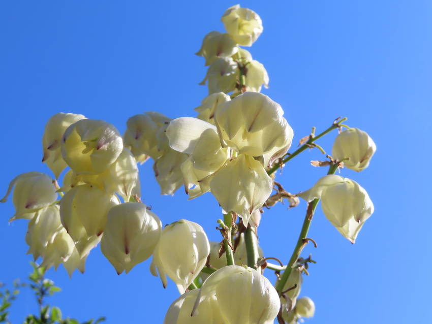 厚葉君が代蘭の花咲く頃