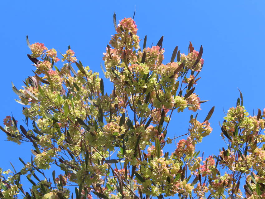 今年も見逃した羽団扇の木の花